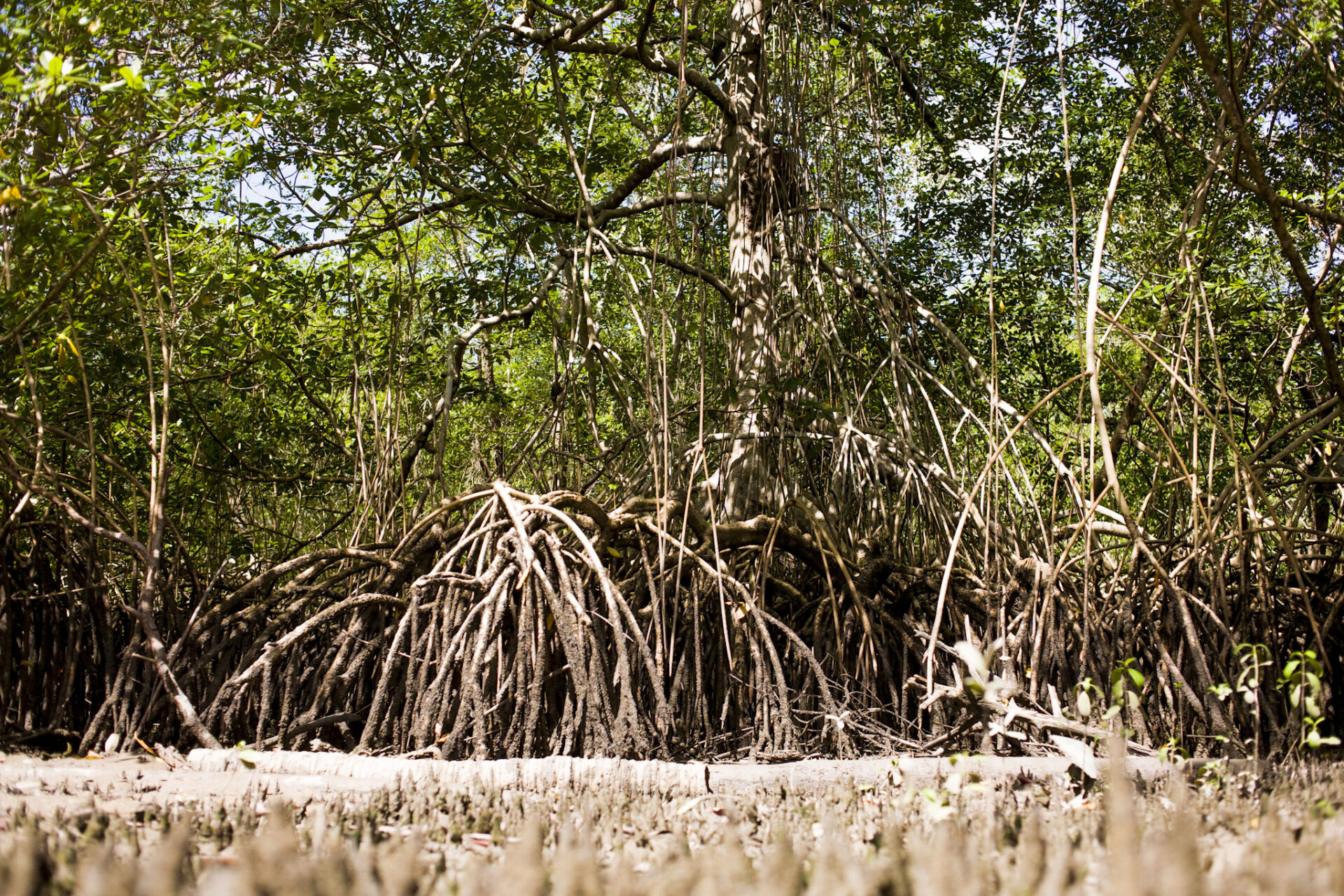 Pesquisas científicas apoiam conservação de manguezais em Curuçá