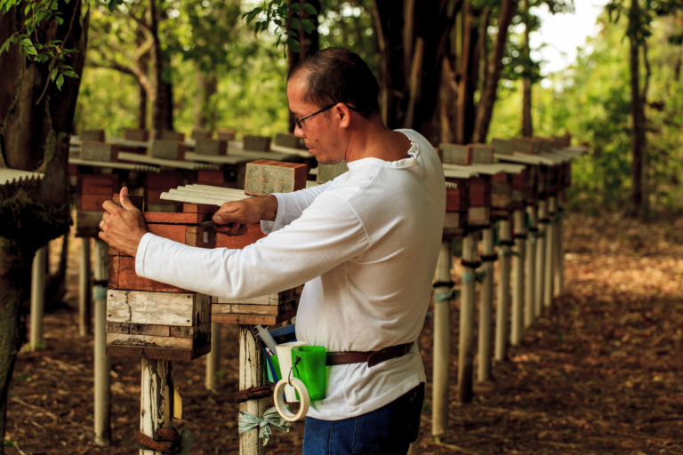 Manejo de meliponário de abelhas nativas (Melipona flavolineata), Curuçá-PA
