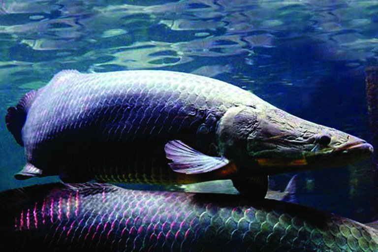 Carta Capital: A pesca predatória dizima os rios da Ilha do Marajó