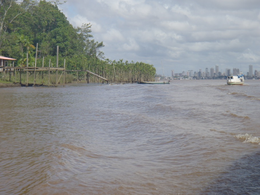Peabiru participa da Aliança para Restauração da Amazônia e outras redes