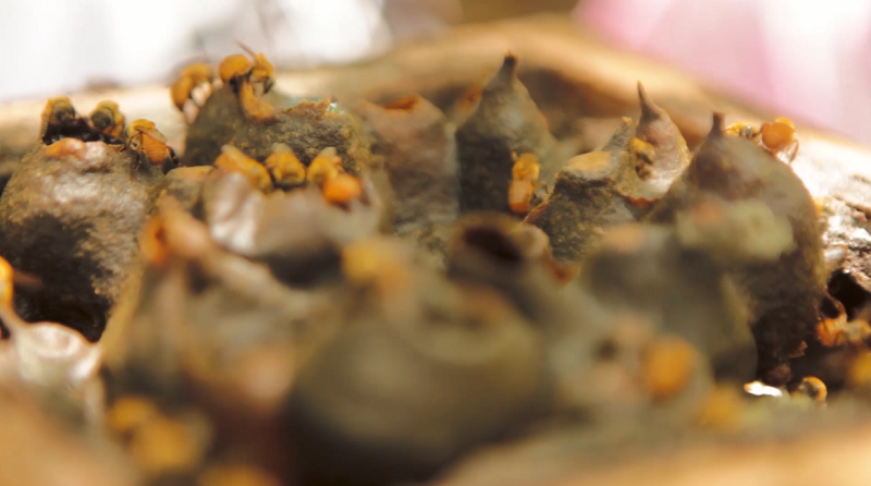 Como aliar conservação e geração de renda com a criação de abelhas sem ferrão