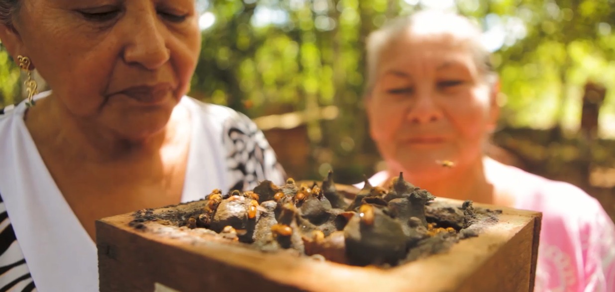 Instituto Peabiru e Mbee – Mel de Terroir firmam parceria na aquisição de mel de abelhas sem ferrão